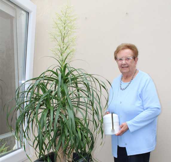 farn gegen flöhe ARDAP Repell Flohspray 400 ml